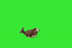 山羊1 绿屏动物 特效视频
