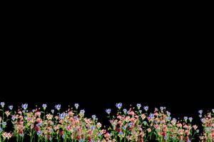鲜花相框 花草素材 花瓣落叶 52 抠像素材 巧影素手机特效图片