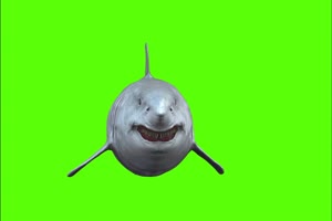 鲨鱼 食人鱼 多角度绿幕视频素材 怪兽绿幕剪映手机特效图片