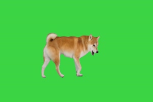 4K 柴犬2 狗狗绿幕视频 绿幕素材免费下载手机特效图片
