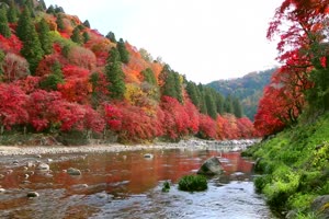秋风落叶落木秋景唯美森林秋季视频素材042手机特效图片