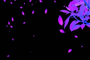 飘落的紫色叶子 树叶花 黑幕背景抠像视频 广场手机特效图片
