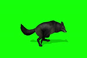 黑狼侧面 4K绿幕 抠像视频素材 绿幕视频下载手机特效图片