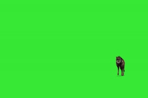 狼22 绿幕视频 绿幕素材 抠像视频 特效素材手机特效图片