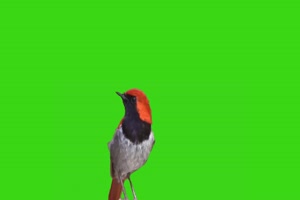绿幕鸟儿绿幕 鸟类绿幕视频素材52 绿布视频 抠像手机特效图片