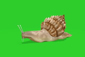 爬行的蜗牛 绿屏动物 特效视频 抠像视频 巧影手机特效图片