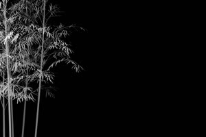 夜晚风中的竹子 树叶花 黑幕背景抠像视频 广场手机特效图片