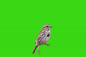 小鸟2绿幕视频素材 动物绿幕 剪映特效素材 特效手机特效图片