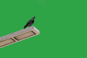 鸽子跳水绿幕视频素材 动物绿幕 剪映特效素材手机特效图片