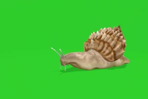 蜗牛 动物绿幕视频素材下载 @特效牛绿幕素材网手机特效图片