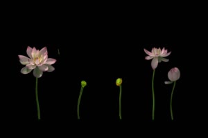 荷花 莲花 抠像素材 巧影素材 AE抠像手机特效图片