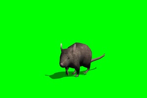 老鼠 6 绿背景 绿屏抠像素材 巧影特效素材手机特效图片
