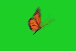 蝴蝶 8 绿屏抠像 巧影AE 特效素材 电影精灵[Texi