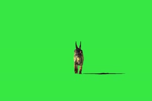 恐龙3 绿屏动物 特效视频 抠像视频 巧影ae素材手机特效图片
