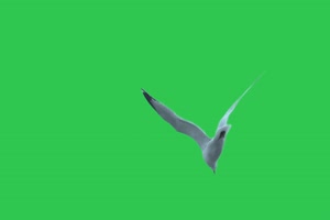 4K 飞鸟2 飞鸟绿幕视频 真实鸟类绿屏素材手机特效图片