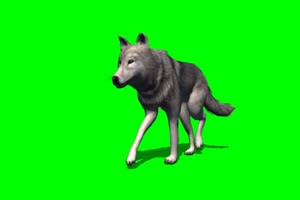 狼 野狼 走 4绿屏素材 绿幕抠像素材