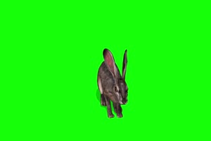兔子 特效牛 绿幕素材 抠像视频 后期特效素材手机特效图片