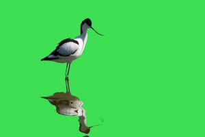 绿幕鸟儿绿幕 鸟类绿幕视频素材19 绿布视频 抠像手机特效图片