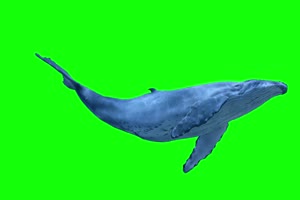 鲸鱼 鲲 带声音 超清 绿屏素材 关注公众号 特效手机特效图片