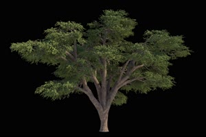 树 树木 抠像视频27黑幕视频素材