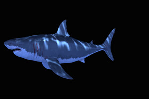 4K带通道 鲨鱼 无缝循环绿布和绿幕视频抠像素材