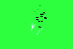 飞散的黑蝙蝠 绿幕素材 抠像视频免费下载手机特效图片