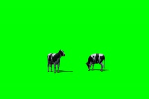 奶牛 绿屏抠像 特效素材 免费下载手机特效图片