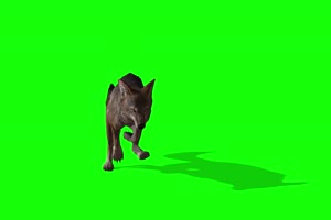 狐狸前面 4K素材 绿幕 抠像视频素材 绿幕视频下手机特效图片