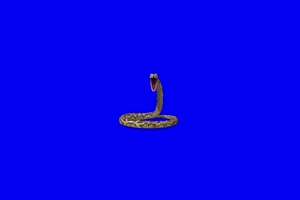 蚺蛇1 动物绿屏 绿幕视频 抠像素材下载手机特效图片
